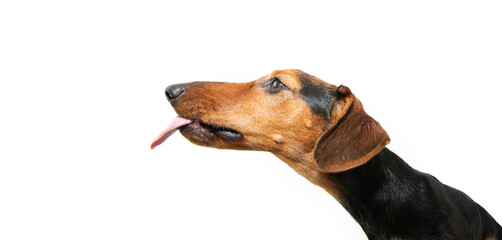Profile hungry dachshund puppy dog licking its lips with tongue. Isolated on white background