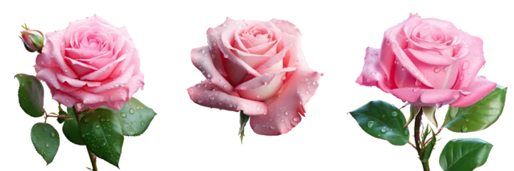 Fotobehang Pink rose with green leaves raindrops on transparent background © TheWaterMeloonProjec