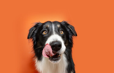hungry puppy dog eating. Border collie licking its lips with tongue. Isolated on orange background,...