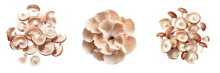 Fototapeta na wymiar Top view of sliced fresh mushrooms arranged on a transparent background