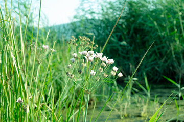 Obraz premium Green environment, green forest, one flower in the green garden.