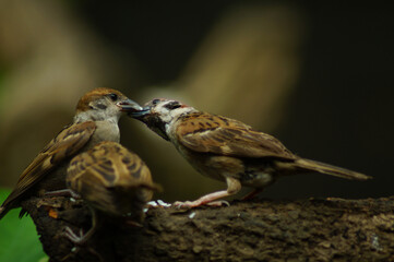 Philippine Maya Bird Eurasian Tree Sparrow or Passer montanus perch on tree branch pecking rice grains