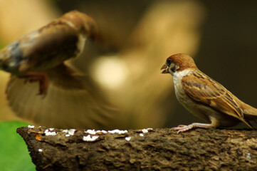 Philippine Maya Bird Eurasian Tree Sparrow or Passer montanus perch on tree branch pecking rice grains
