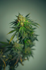 cannabis flower on green background hemp leaf