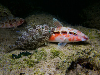 Goat fish and Dusky spinefoot sleeping together