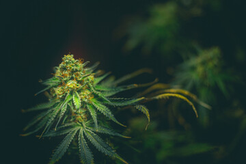 cannabis flower on green background hemp leaf