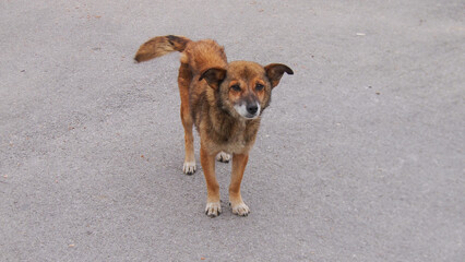 Little funny brown, red pooch friendly dog
Lonely sad dog walks through uninhabited city streets, needs people's help.