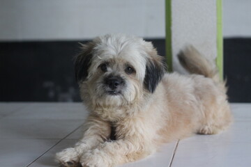 Cute Shih Tzu dog daydreaming on the floor