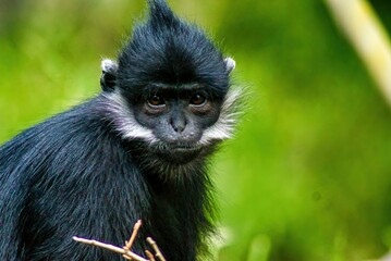 François' Monkey
