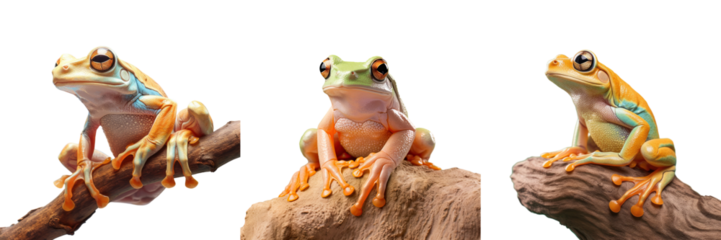 transparent background Borneo s eared amphibian