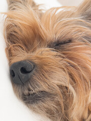 Tranquil Slumber: Serenity of a Sleeping Yorkshire Terrier