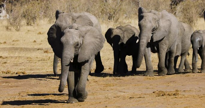 Close-up. Breeding herd of elephants walking out the bush towards a waterhole to drink 
