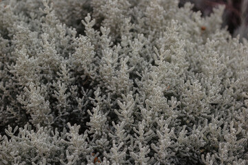 snow covered plant