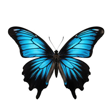 Multicolored butterfly for design. isolated on transparent background. Black blue butterfly