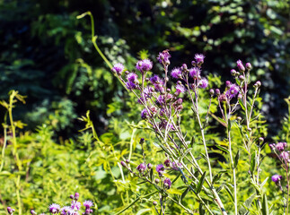 Fototapeta premium A purple Carduus Acanthoide flower. Also known as a spiny plumeless thistle.