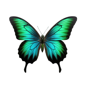 Multicolored butterfly for design. isolated on transparent background. Black green butterfly
