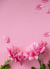 Obraz na płótnie Canvas pink flower petals background