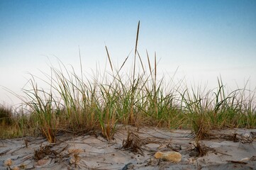Closeup of growing grass in background of sky