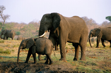Fototapeta na wymiar Eléphant d'Afrique , Loxodonta africana, Parc national de Chobé, Botswana