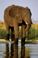 Eléphant d'Afrique , Loxodonta africana, Parc national de Chobé, Botswana