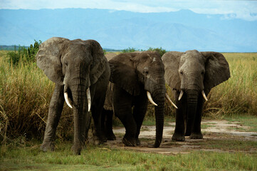 Fototapeta na wymiar Eléphant d'Afrique, Loxodonta africana,. Parc national de la Rwindi, République Démocratique du Congo
