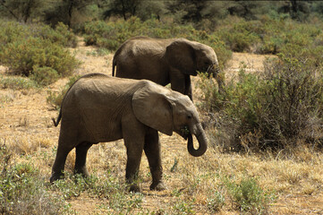Eléphant d'Afrique,, Loxodonta africana, Parc national Mikumi, Tanzanie