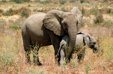 Naklejka na ściany i meble Eléphant d'Afrique,, Loxodonta africana, Parc national Mikumi, Tanzanie