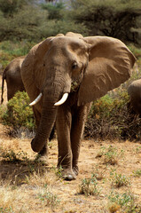 Obraz premium Eléphant d'Afrique, Loxodonta africana, Parc national de Samburu, Kenya