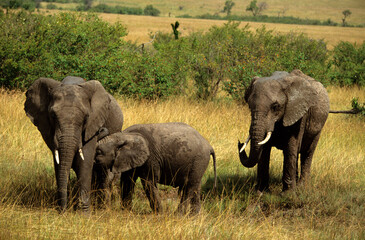 Eléphant d'Afrique, Loxodonta africana, Parc national de Masai Mara, Kenya