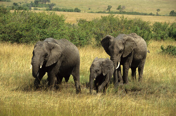 Obraz premium Eléphant d'Afrique, Loxodonta africana, Parc national de Masai Mara, Kenya