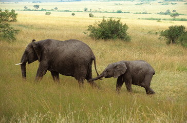 Naklejka na ściany i meble Eléphant d'Afrique, Loxodonta africana, Parc national de Masai Mara, Kenya