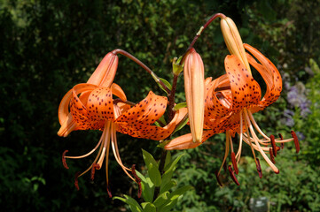 Lis, Lilium lancifolium, Variété Splendens