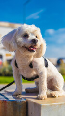 Handsome, happy dog walking with his owner under the blue and sunny sky