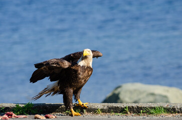 North American bald eagles hunting and scavaging on the pacific northwest island of Alert Bay, BC