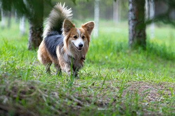 Closeup of a Pembroke Welsh corgi in a park in the daylight