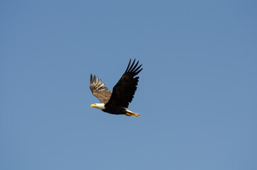 North American bald eagles hunting and scavaging on the pacific northwest island of Alert Bay, BC