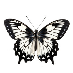 Multicolored butterfly for design. isolated on transparent background. Black white butterfly