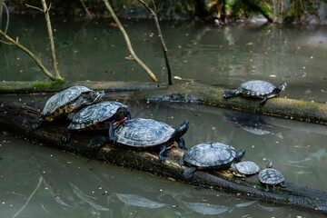 Closeup of turtles on wooden logs in a pond