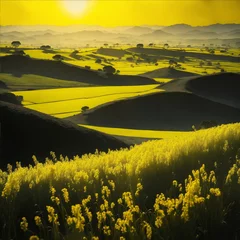 A vibrant yellow landscape of rapeseed illuminated by the bright rays of the sun.