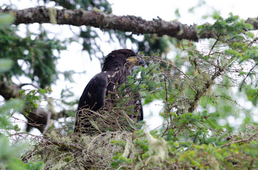 North American bald eagles hunting and scavaging on the pacific northwest island of Alert Bay, BC