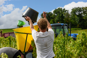 Les vendangeurs en train de ramasser le raisin dans la vigne.