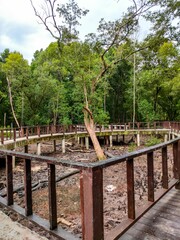 Fototapeta na wymiar Wooden boardwalk leading to a secluded outdoor area in a mangrove forest in Klang Selangor, Malaysia