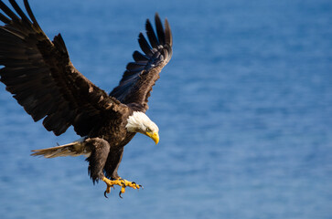 North American bald eagles hunting and scavaging on the pacific northwest island of Alert Bay, BC