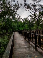 Inviting wooden pathway in a tranquil and lush  mangrove forest in Klang Selangor, Malaysia
