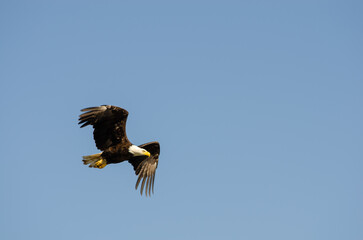 North American bald eagles hunting and scavaging on the pacific northwest island of Alert Bay, BC
