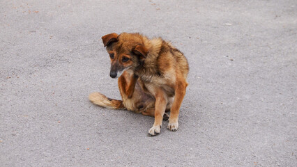 Little funny brown, red pooch friendly dog
Lonely sad dog walks through uninhabited city streets, needs people's help.