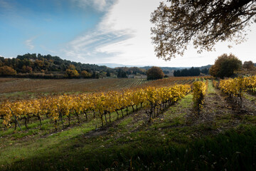 Naklejka premium Paysage du Beaujolais des pierres d'orées en automne.