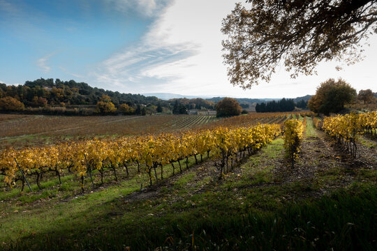 Paysage du Beaujolais des pierres d'or&eacute;es en automne.
