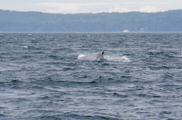 Fototapeta premium A lone humpback whale swims past the pacific northwest island of Alert Bay, BC. 