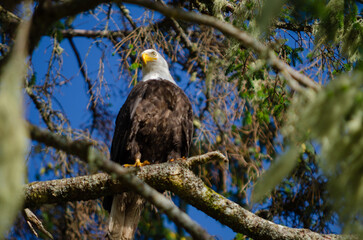 North American bald eagles hunting and scavaging on the pacific northwest island of Alert Bay, BC